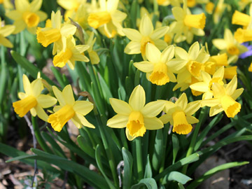 Durable daffodils