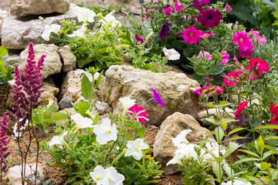 Petunias in a rock garden