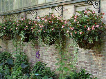 hanging baskets add eye-level color along a wall