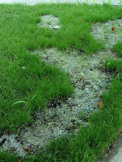 How To Fix Dead Patches In The Lawn • Greenview Fertilizer
