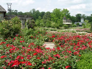 Lewis Ginter Rose Garden
