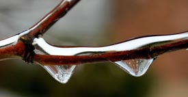 ice accumulation on shrub branch