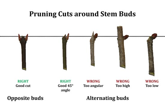 proper pruning angles