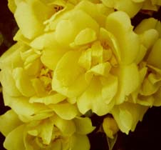 Flower Carpet Yellow Rose