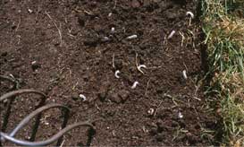 White grubs in the soil