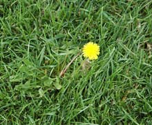 dandelion in lawn