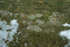 Patches of snow mold on lawn