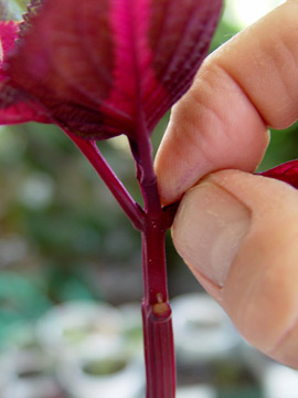 Pinching leaves off a cutting