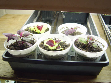 Rooted coleus cuttings