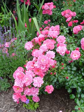 Flower Carpet Pink® roses