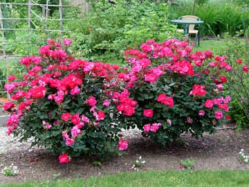 Cherry-red Knock Out® rose