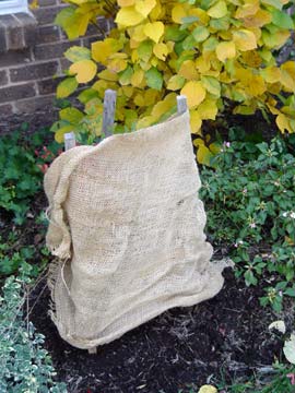 A garden plant covered with a burlap sack for protection