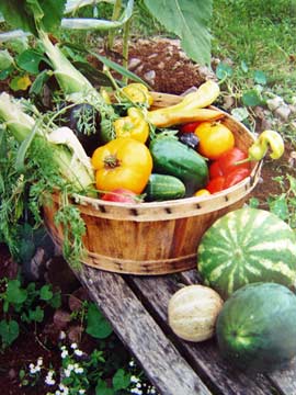 Harvest basket