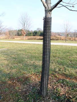 A young tree trunk wrapped with a black plastic mesh guard to protect its bark
