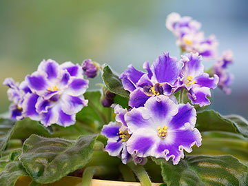 Purple and white African Violets