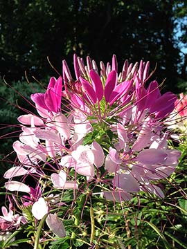The seeds of the cleome ready to harvest and sow.
