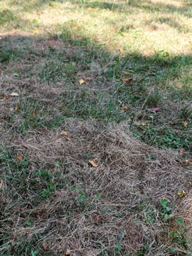 Matted grass clumps