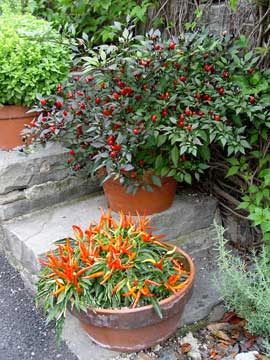 Hot pepper plants in containers