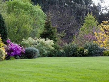 Spring time lawn