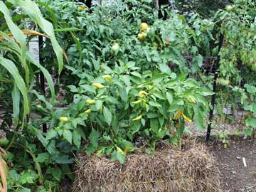 Tomato and peppers planted in a straw bale
