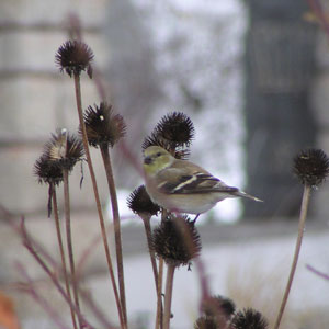 Goldfinch on coneflower in winter