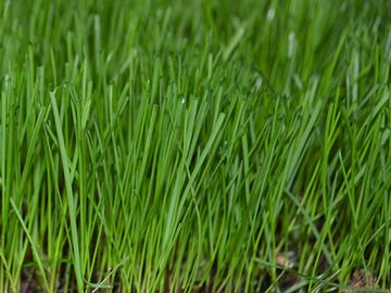 GreenView Fairway Formula Perennial Ryegrass Grass Seed Blend