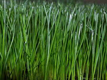 GreenView Fairway Formula Tall Fescue Sun & Shade Grass Seed Blend