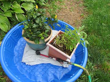 Corral pots into a kiddie pool