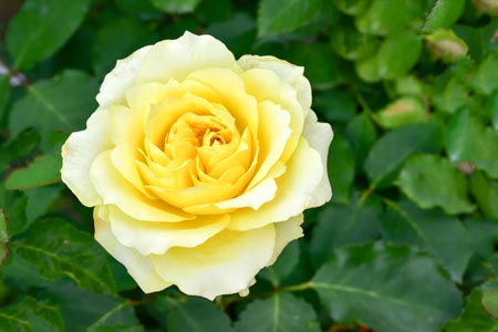 Yellow Knockout® Rose