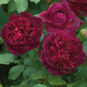 Munstead Wood rose