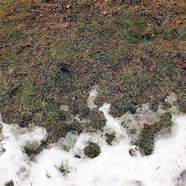 Snow melting on lawn