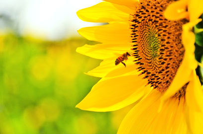 Bee flying near Sunflower