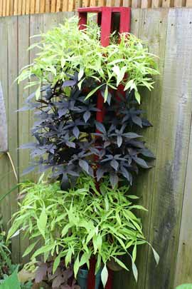 Black and chartreuse leaved sweet potato vines