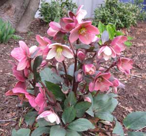 Pink Frost hellebore