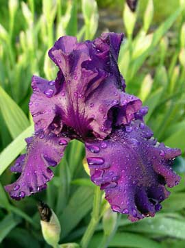Purple bearded iris
