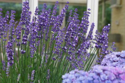Big Time Blue® lavender