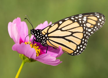 Monarch butterfly on pink cosmos
