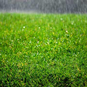 'Raindrops on grass' kale