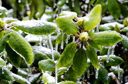 ice accumulation on rhododendron