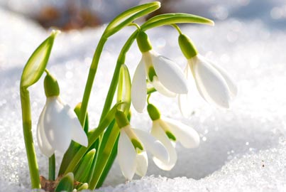 Snowdrops blooming in snow
