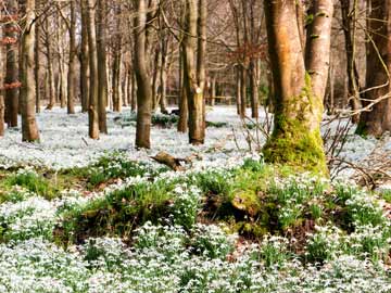 Snowdrops carpet a large patch of forest.