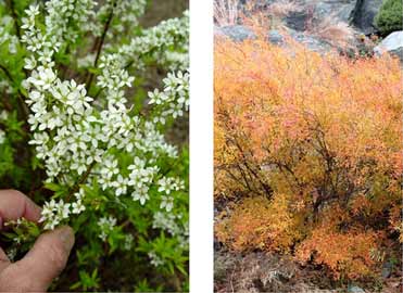 Spirea “Ogon” produces white flowers in early spring, then the foliage turns coppery in late fall.