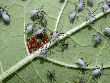 Squash bug eggs and nymphs