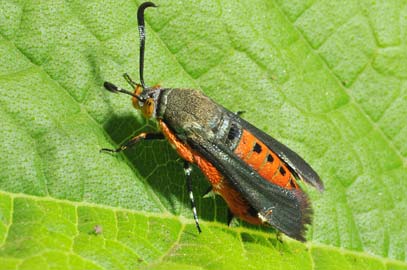Squash vine borer moth