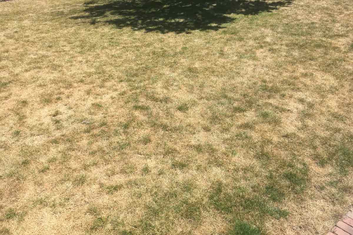 Dormant lawn