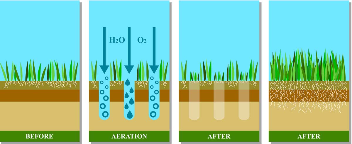 Lawn aeration effects