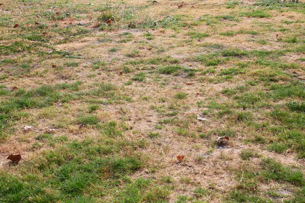 Patchy brown grass