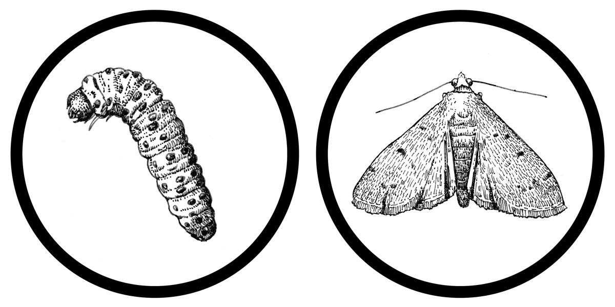 Sod Webworm caterpillar and moth
