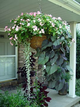hanging baskets need regular watering because they’re exposed to drying wind