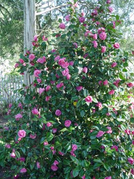 Camellia Jerry Hill